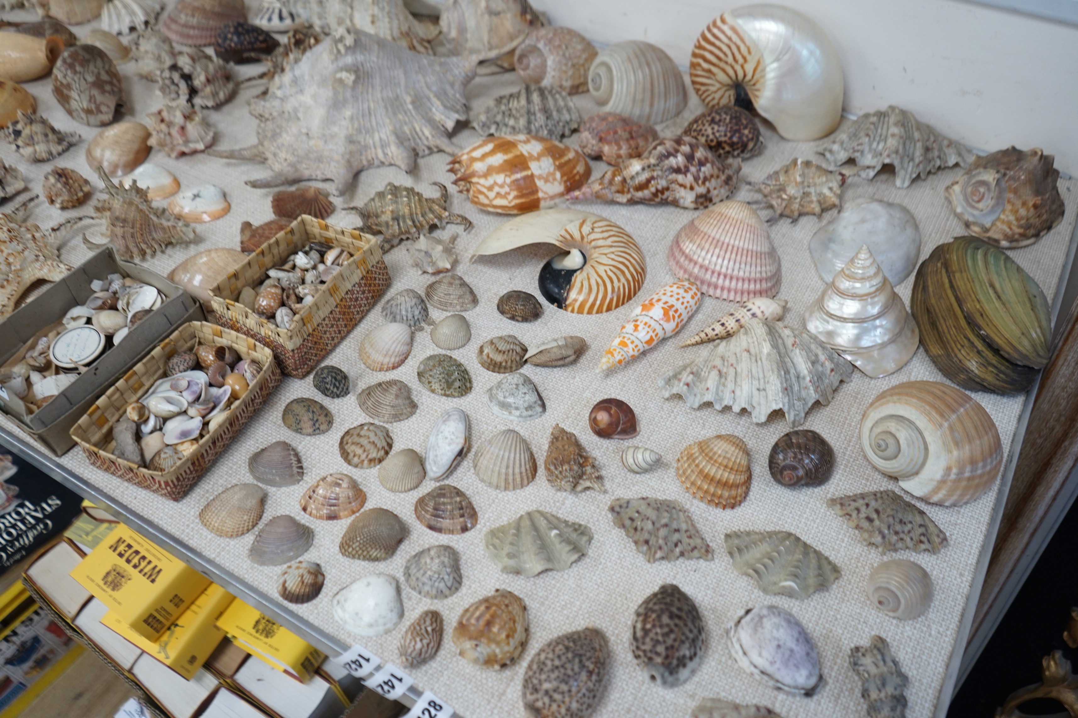 An interesting collection of 19th century and later sea shells of various species, some specimens with inscribed labels